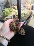 Leopardgecko hane