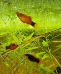 30kr/Platy