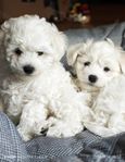 bichon frise