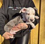 Amstaff (SKK)