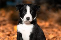 Border collie hane 8 v m SKK stamtavla