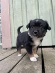 Miniature american shepherd 