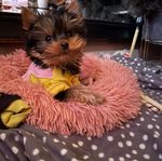 Renrasig Yorkshireterrier ! Valp