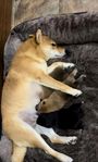 Shiba Inu valpar 