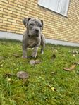 american bully valpar