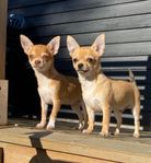 Chihuahua valpar SKK-reg