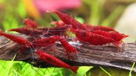 Neocaridina Bloody Mary