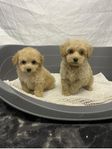 Maltipoo 