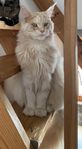 Maine coon katt