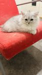 Persian Ragdoll Mix