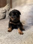 Rottweiler/American Bully XL 