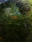 Orangea Caridina räkor 5 kr/st