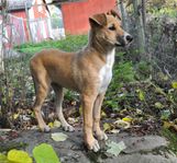 Canaan dog