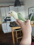 Grönkindad parakit / Conure