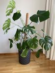 stor monstera +  stor  Cloudy kruka