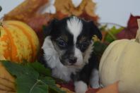 Chinese crested valpar