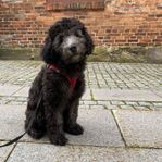 Labradoodle