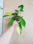 Philodendron Florida Beauty planta med 4 skott i krukan