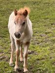 British spotted ponny hingst