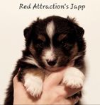 Miniature American Shepherd