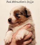 Miniature American Shepherd