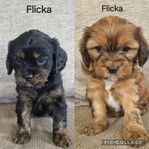 Cavalier King charles blandras valpar 