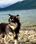 Valpar - Blandras FinskLapphund/BorderCollie/Aussie