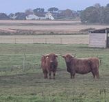 Highland Cattle Mor och Son