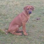 Hund/Valp Rhodesien Ridgeback 4,5 monaden