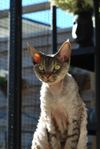 Devon rex katt