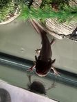 2 Axolotl