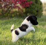 Jack Russell valp SKK