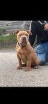 American Bully