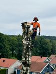 Trädfällning & Arboristtjänster 