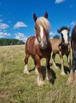 Irish cob. Liten häst med stor personlighet! Sto unghäst I