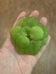 Frogbit (Limnobium laevigatum) 15 kr