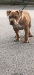 American Bully 