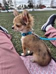 chihuahua/papillion omplacering 