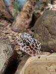 leopardgecko ödla + terrarium 