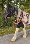 Irish cob. Världens snällaste unghäst! Hingst, valack, IC