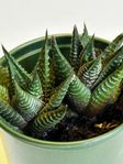 Haworthia limifolia, växt