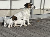 Jack Russell Terrier valpar - SKK registrerade