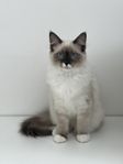 Katt Ragdoll