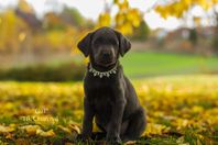 Silverlabrador valpar,  leveransklara