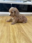 Cavapoo tik valp