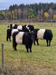 Dräktiga blandras Belted Galloway