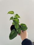 Epipremnum Global Green