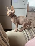 sphynx sverak