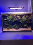 Akvarium ca 40L med aquascape och fisk.