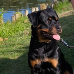 rottweiler hane 2 år